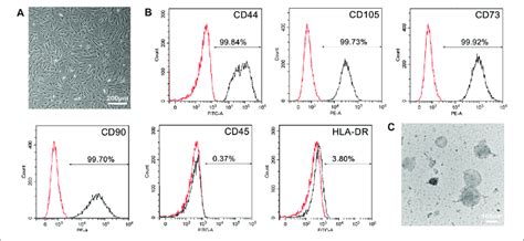 Characterization Of Mscs And Msc Membranes A Bright Field