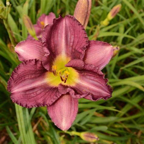 Hemerocallis Purple Purple Hybrid Daylily Garden Center Marketing