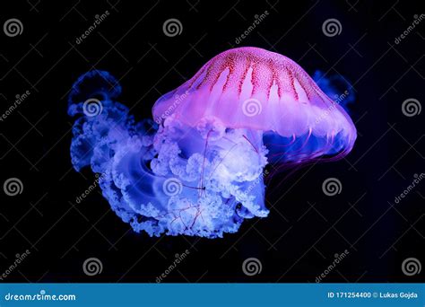 The Purple Striped Jellyfish Chrysaora Colorata Stock Photo Image Of