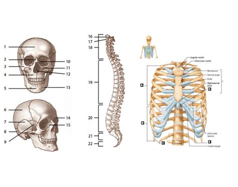 Axial Skeleton Labeling Quiz - Worksheets Library