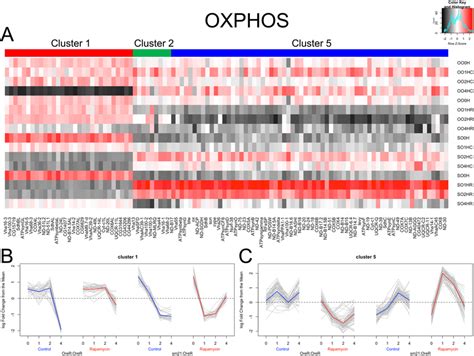 Mitonuclear Genotype Alters The Transcriptional Response Of Rapamycin