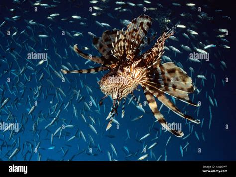 Common Lionfish Or Devil Firefish Pterois Miles Underwater