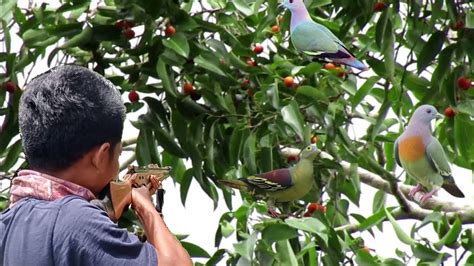 Berburu Burung Punai Dengan Gejluk Di Spot Buah Kayu Jitu Dengan Viser