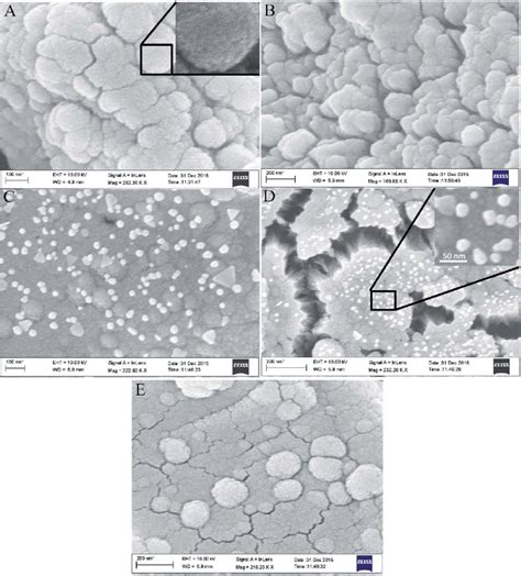 Scanning electron microscope images of the nanocomposite membranes ... 