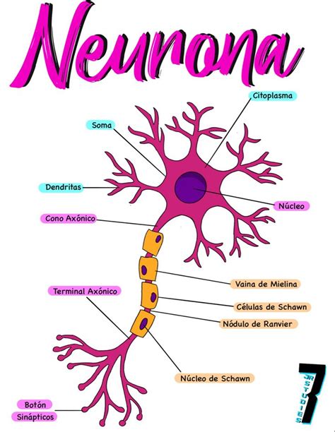 Estructura De La Neurona Neuronas Rutinas De Ejercicio Cintura The