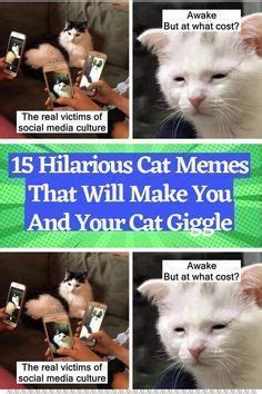 15 hilarious cat memes that will make you and your cat giggle – Artofit