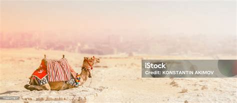 seekor unta duduk  atas pasir  padang pasir  latar belakang