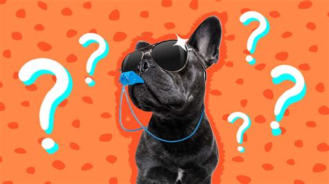 Dog Whistle: How To Use It Properly And Our 3 Favorite Picks - DodoWell ...