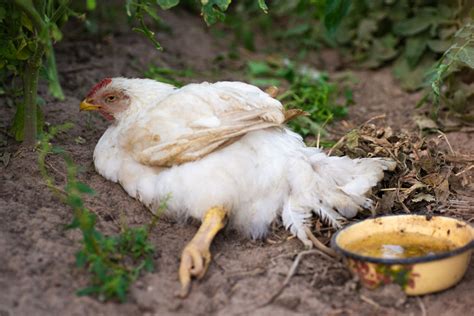 11 Common Chicken Diseases To Be Aware Of - Know Your Chickens