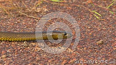 Gwardar Snake Concelaed in Grass Stock Video - Video of slither ...