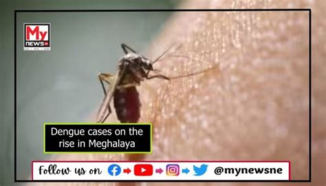 Dengue Cases On The Rise In Meghalaya 44 Reported From Garo Hills With