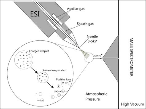 Process Of Ion Formation By Electrospray Positive Mode In LC ESI MS