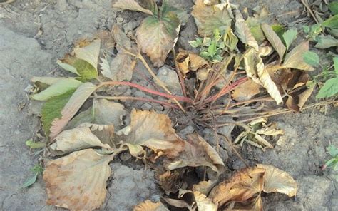 Клубника Соната: описание сорта, фото и отзывы