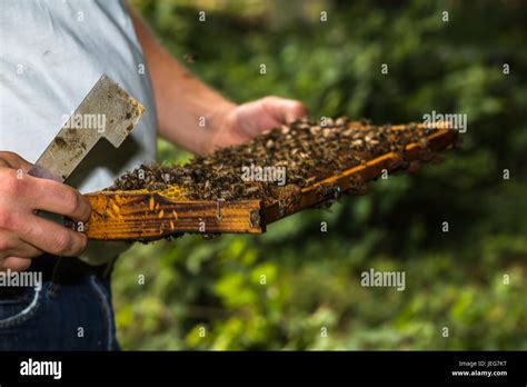 beekeeper with hive tool in the hand, makes a hive inspection, more ...