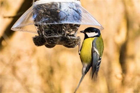 Mangiatoie Per Uccelli Con Materiali Riciclati Greenme It Nel