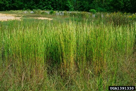 Broomsedge Bluestem Andropogon Virginicus L