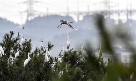 Herons Seen In Guilin City Guangxi Global Times