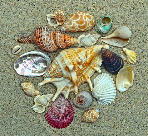 Seashells Collection Photograph by Sandi OReilly - Fine Art America