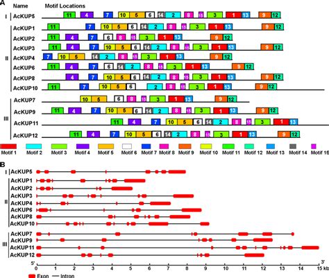 Conserved Motif And Gene Structure Analysis Of The Kt Hak Kup Proteins