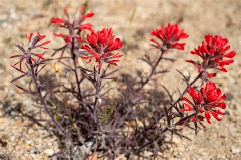 Premium Photo Red Indian Paintbrush Wildflowers Blooming In Eastern