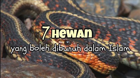 7 Hewan Yang Boleh Dibunuh Dalam Islam YouTube