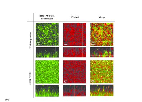 Fluorescence Imaging Of BODIPY FL Daptomycin Green Channel And