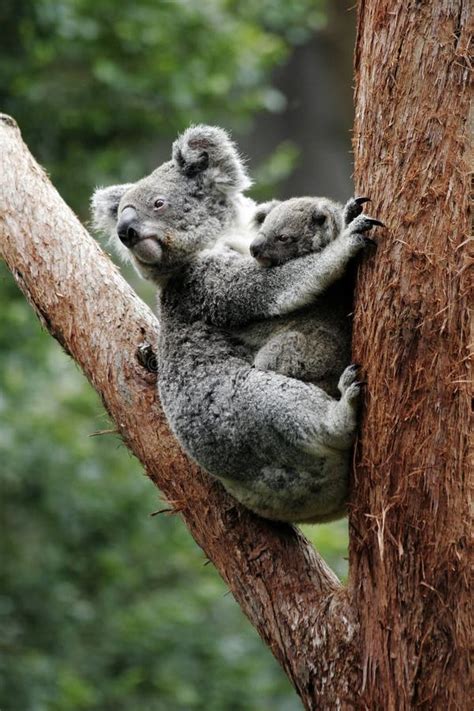 Koala Bear Mother and Baby stock image. Image of newborn - 7176045