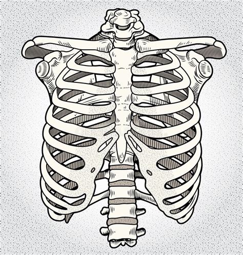 Human Ribcage Hand Drawn Line Art Anatomically Correct White Over