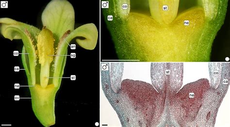 -a-c. Position of the nectary in the flower (longitudinal sections of... | Download Scientific ...