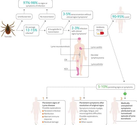 Lyme Disease Bacteria Diagram