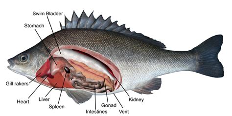 Anatomy of a perch