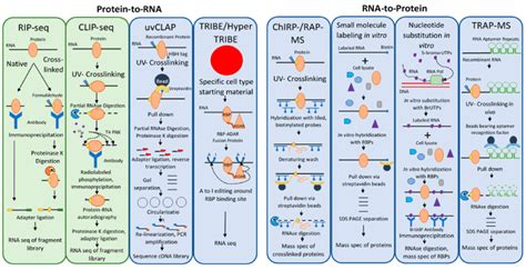 Methods To Detect Rna Protein Interactions Using Rna Or Protein Bait