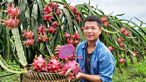 From Sweat To Sweetness Poor Dad Harvest Dragon Fruit Garden Goes To