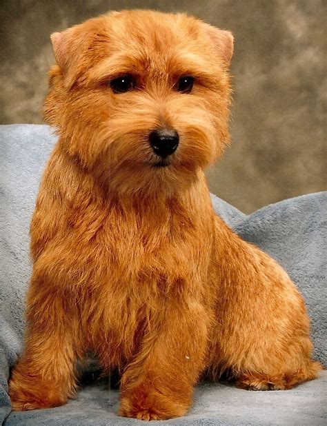 Norfolk Terrier Puppies Rescue Pictures Information Temperament