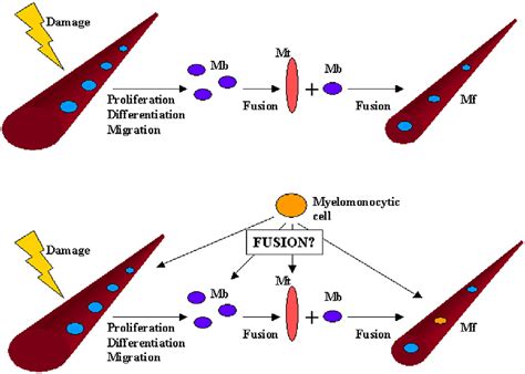 Cellular And Molecular Signatures Of Muscle Regeneration Current