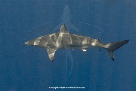 Spinner Shark Pictures - Images of Carcharhinus brevipinna the spinner shark.