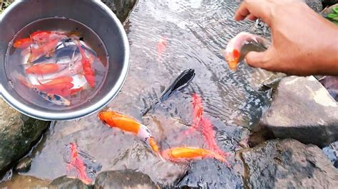 Mencari Ikan Di Sungai Dan Menemukan Ikan Hias Ikan Molly Ikan Cupang