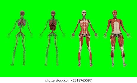 Human Body Organs Chart 3d Photos and Images | Shutterstock