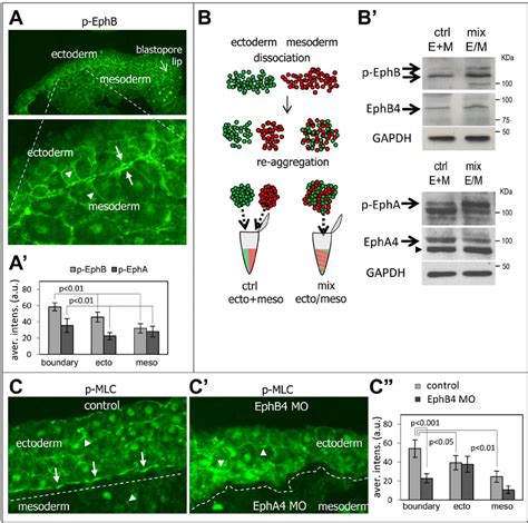 Increased Eph Receptor And Myosin Activation At The Ectodermmesoderm