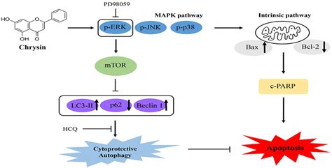 Ijms Free Full Text Chrysin Induces Apoptosis Via The Mapk Pathway