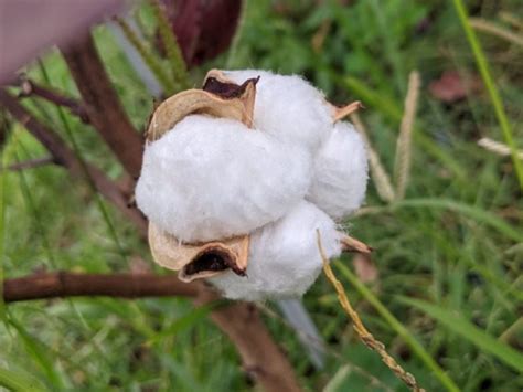 Cómo cultivar Algodón siembra cuidados y cosecha Eco Jardín Mágico