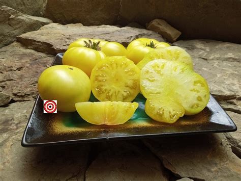 Best Yellow Dwarf Tomatoes Dwarf Mr Snow Tomato Seeds Bounty Hunter