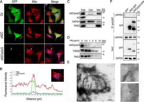 Colocalization Of Un2cpolyg And Mitochondria In A Sh Sy5y Cell Model