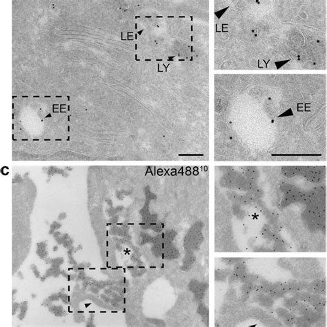 Electron Microscopy Of Eeti Iixfect Uptake Into Cells Highlighting