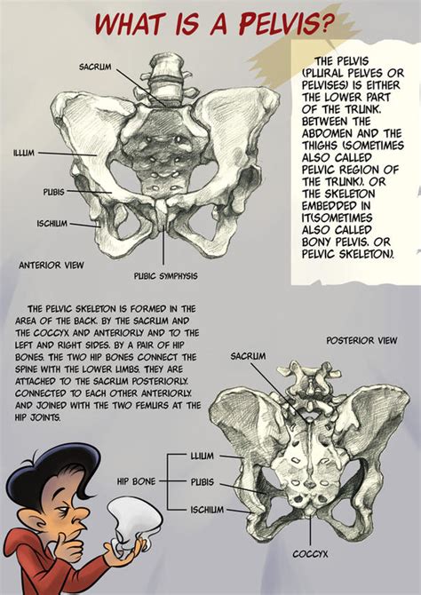 Boneportfolio Pelvis 1 By Lucyelva On Deviantart