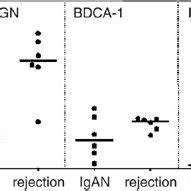 Quantification Dc Subsets In Diseased Kidneys Cryosections Of Renal