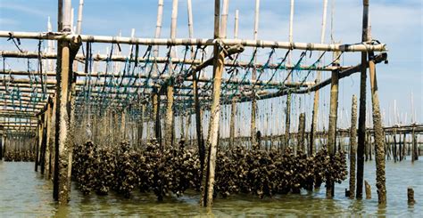 Oyster Farming and Production - Sustainable Agriculture