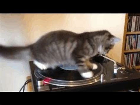 Spinning Cat Meme YouTube