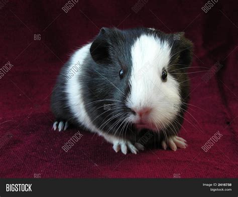 Black White Baby Guinea Pig Image & Photo | Bigstock