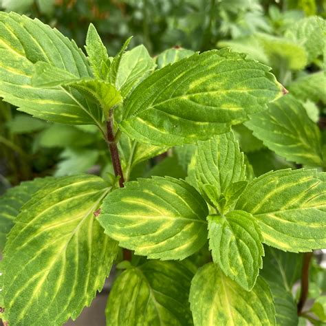 Ginger Mint Autumn Herb Plug Plants Rocket Gardens